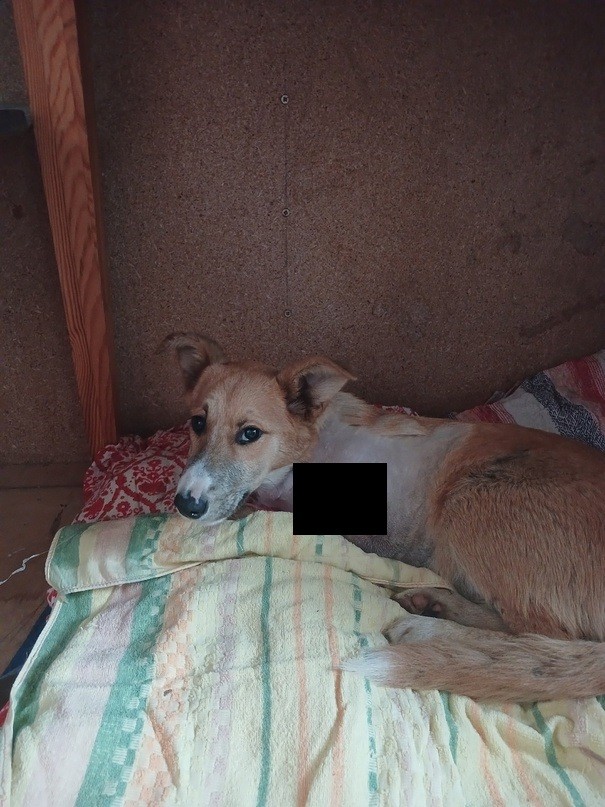 В Твери помогают псу, оставшемуся без лапы после столкновения с машиной