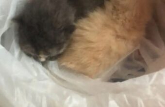 В Тверской области ищут кормящую кошку для малышей из мусорного контейнера В Тверской области ищут кормящую кошку для малышей из мусорного контейнера