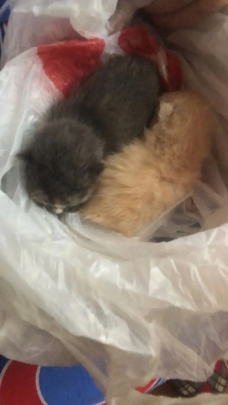 В Тверской области ищут кормящую кошку для малышей из мусорного контейнера