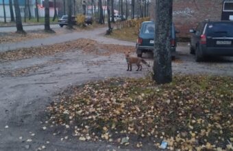 В городе Тверской области всё чаще стали замечать лисиц В городе Тверской области всё чаще стали замечать лисиц