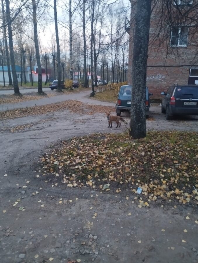 В городе Тверской области всё чаще стали замечать лисиц