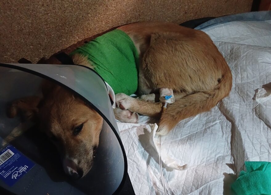 У пса, оставшегося без лапы после столкновения с машиной в Твери, нашли опасное заболевание