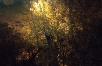 В Твери спасли кошку, весь день сидящую на дереве