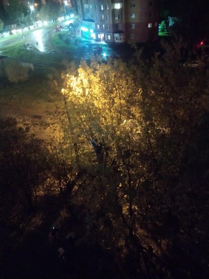 В Твери спасли кошку, весь день сидящую на дереве