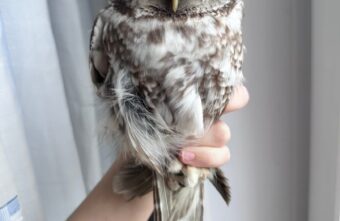 В центре Твери нашли толстого «гостя из леса»