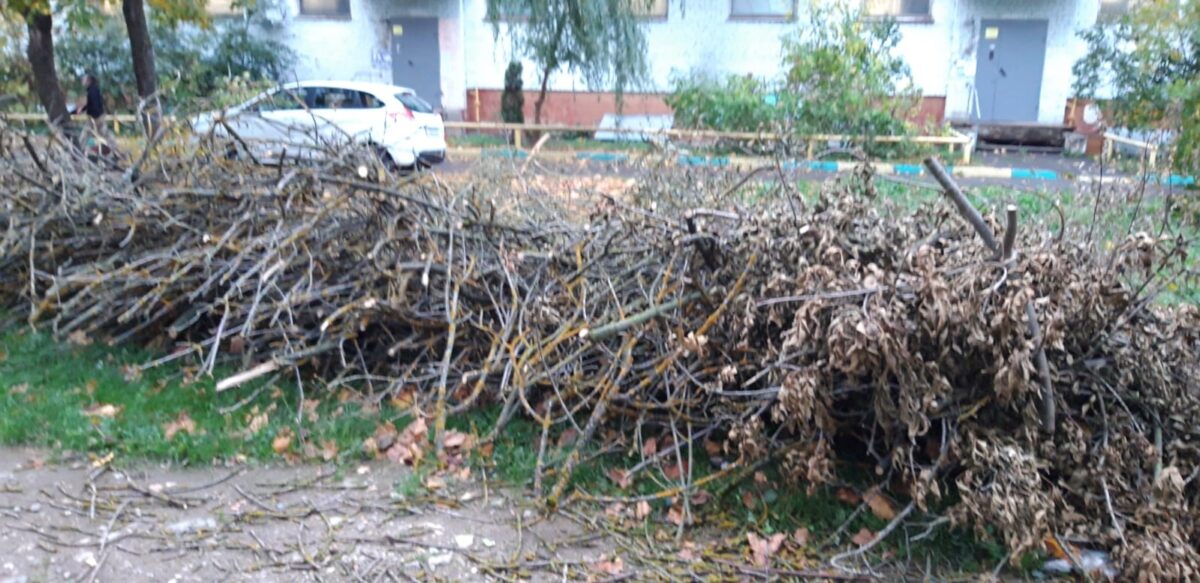 В Твери во дворе жилого дома гниют сухие ветки