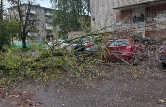 Во дворе жилого дома в Твери упало два дерева