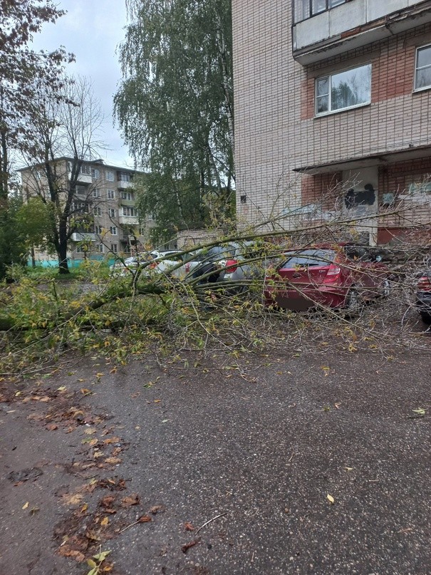 Во дворе жилого дома в Твери упало два дерева