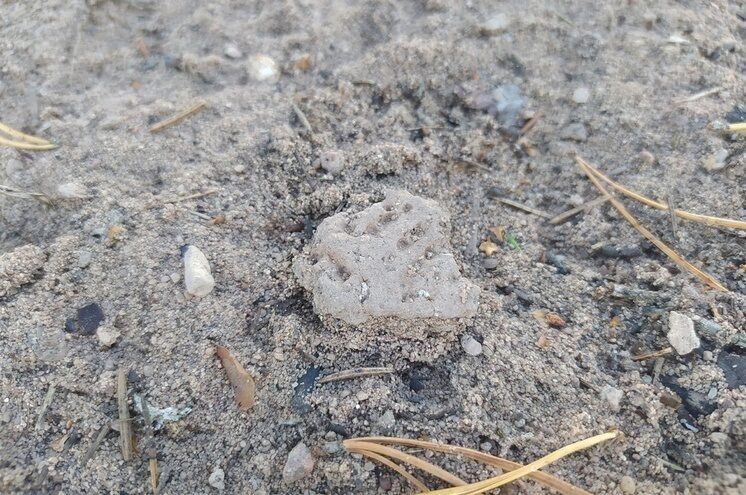 В Адреапольском муниципальном округе Тверской области найдены древние артефакты В Адреапольском муниципальном округе Тверской области найдены древние артефакты