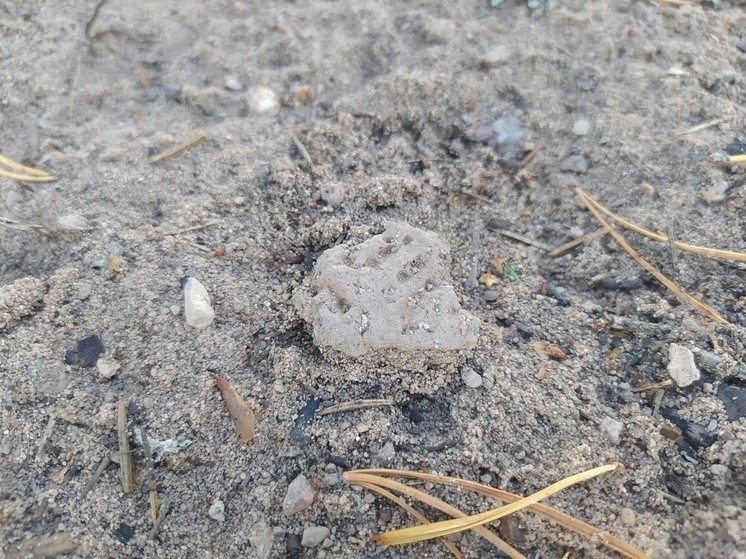 В Адреапольском муниципальном округе Тверской области найдены древние артефакты