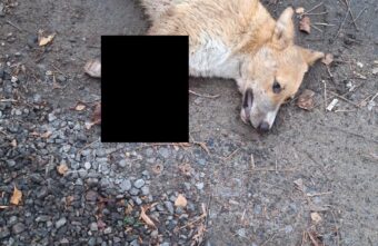 В Твери волонтёры пытаются помочь собаке, которую сбила машина В Твери волонтёры пытаются помочь собаке, которую сбила машина