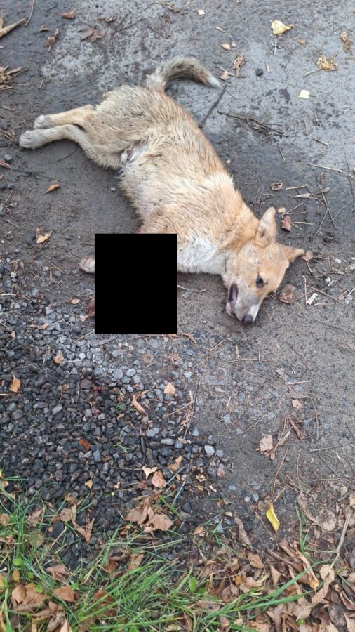 В Твери волонтёры пытаются помочь собаке, которую сбила машина