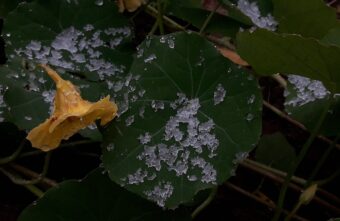 К концу недели в Тверской области начнутся снегопады