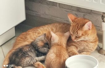 Тверские волонтёры дали новые имена «рыжему семейству» из коробки