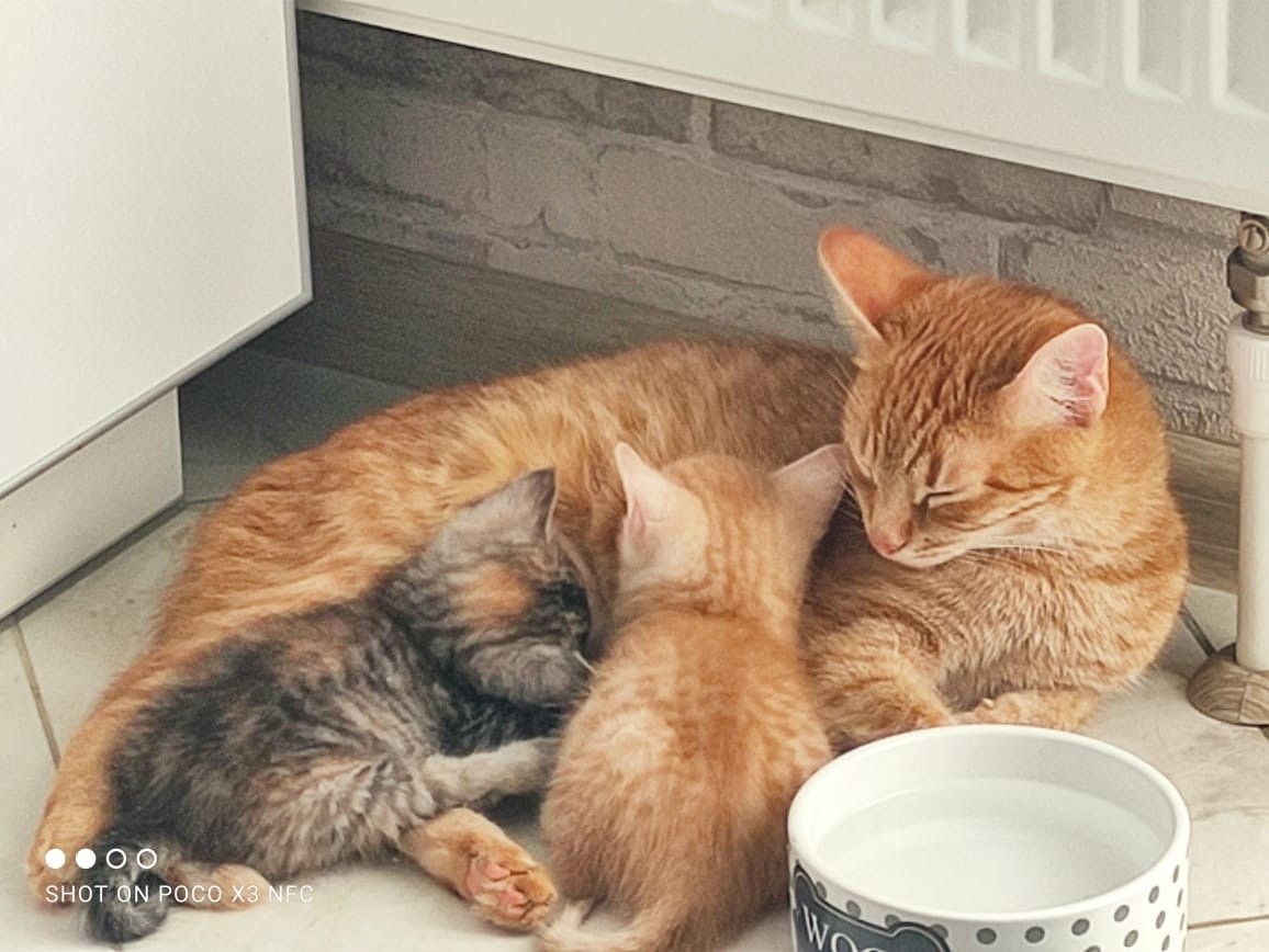 Тверские волонтёры дали новые имена «рыжему семейству» из коробки