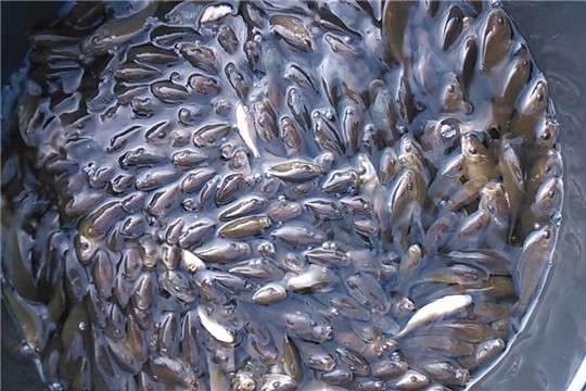 В Калязине в воду выпустили мальков сазана и стерляди В Калязине в воду выпустили мальков сазана и стерляди