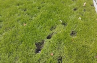 В Тверской области лошади испортили газон в зоне отдыха В Тверской области лошади испортили газон в зоне отдыха