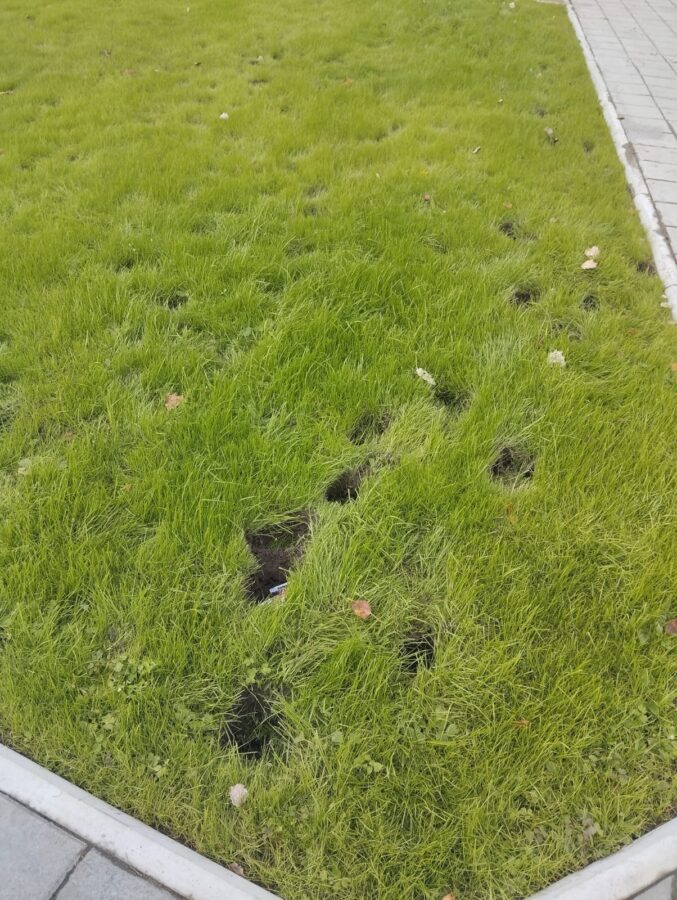 В Тверской области лошади испортили газон в зоне отдыха