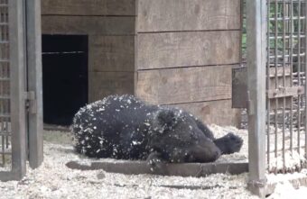 Биологи поделились новым развлекательным роликом из жизни медвежат Биологи поделились новым развлекательным роликом из жизни медвежат