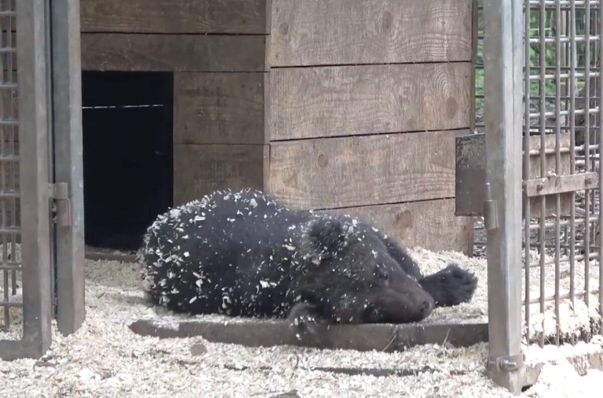 Биологи поделились новым развлекательным роликом из жизни медвежат