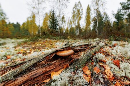 Синоптики уточнили прогноз на октябрь в Тверской области Синоптики уточнили прогноз на октябрь в Тверской области
