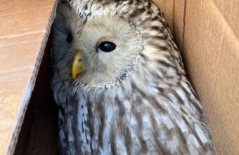 Сову, «побитую» воронами в Твери, забрали в столицу