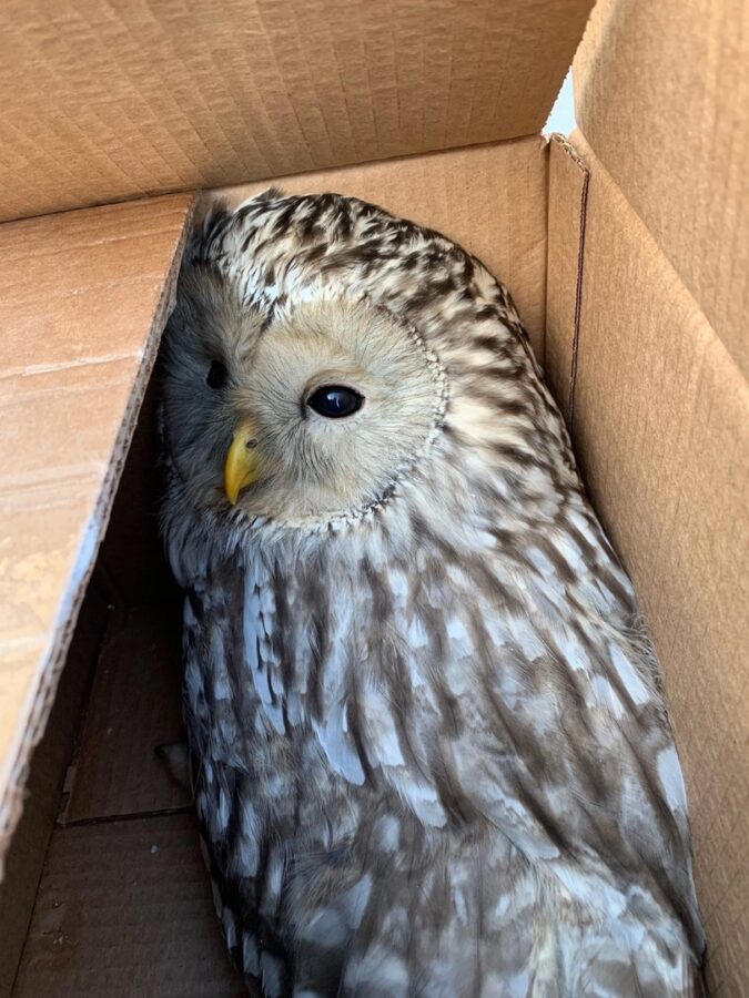 Сову, «побитую» воронами в Твери, забрали в столицу