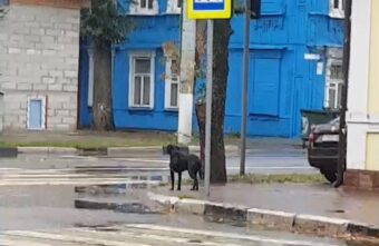 В Твери появился "Хатико": собака несколько дней ждет своего хозяина В Твери появился "Хатико": собака несколько дней ждет своего хозяина