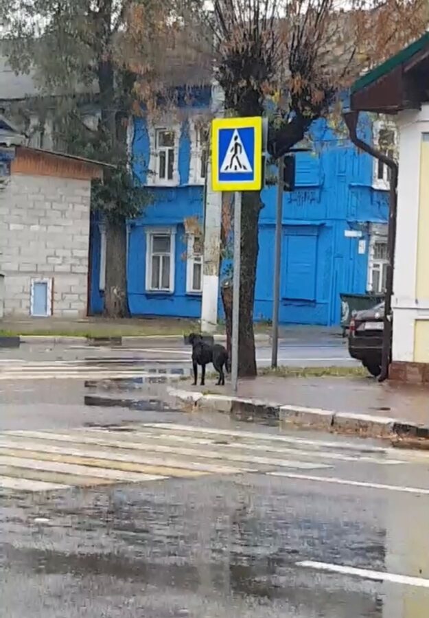 В Твери появился "Хатико": собака несколько дней ждет своего хозяина