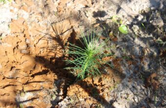 Больше полутора миллионов деревьев высадили в Тверской области Больше полутора миллионов деревьев высадили в Тверской области