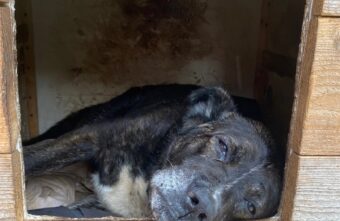 В Твери ищут новый дом для пожилого пса и кошки с котятами В Твери ищут новый дом для пожилого пса и кошки с котятами