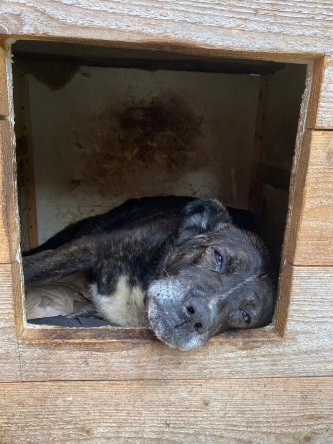 В Твери ищут новый дом для пожилого пса и кошки с котятами