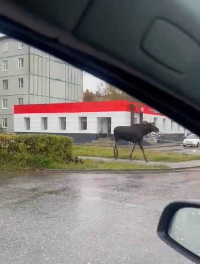 В одном из городов Тверской области разгуливает лось