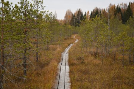 Заповедник в Тверской области возглавил топ мест наблюдения за дикими животными