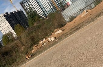 Жители микрорайона в Твери пожаловались на стаю собак у новой школы