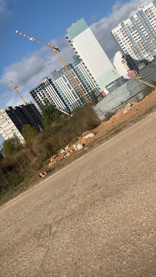 Жители микрорайона в Твери пожаловались на стаю собак у новой школы Жители микрорайона в Твери пожаловались на стаю собак у новой школы