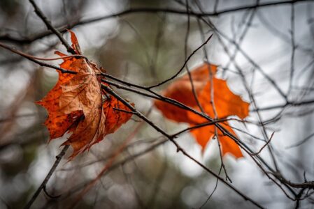 Погода готовит жителям Тверской области два больших сюрприза Погода готовит жителям Тверской области два больших сюрприза
