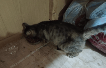 В Тверской области спасли беременную кошку, которая жила на стройке В Тверской области спасли беременную кошку, которая жила на стройке