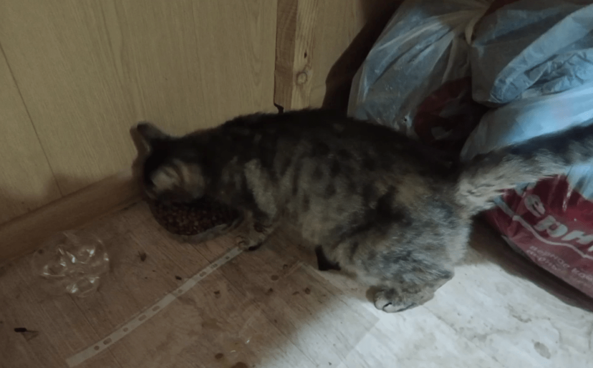 В Тверской области спасли беременную кошку, которая жила на стройке В Тверской области спасли беременную кошку, которая жила на стройке