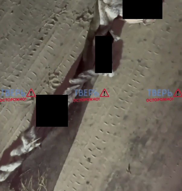 В деревне под Тверью нашли выброшенные останки оленёнка