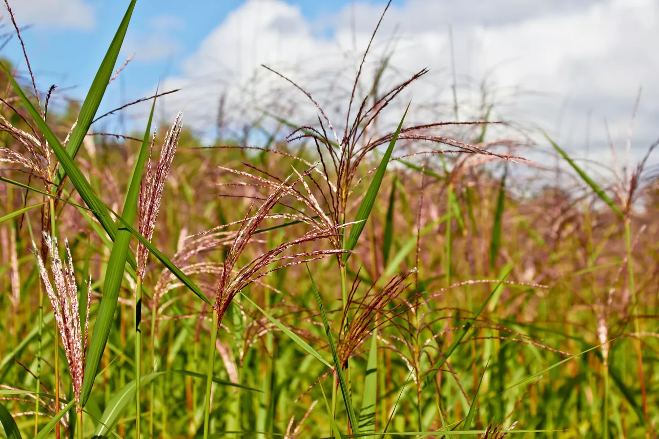 В России внедряют новую сельскохозяйственную культуру мискантус
