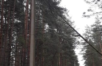 Под Тверью жители деревни остались без света из-за упавшего дерева