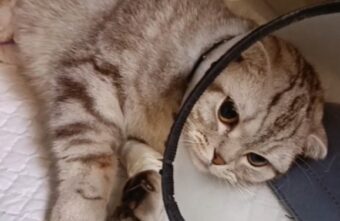 В Твери спасли кошку, в теле которой нашли марлевую салфетку В Твери спасли кошку, в теле которой нашли марлевую салфетку