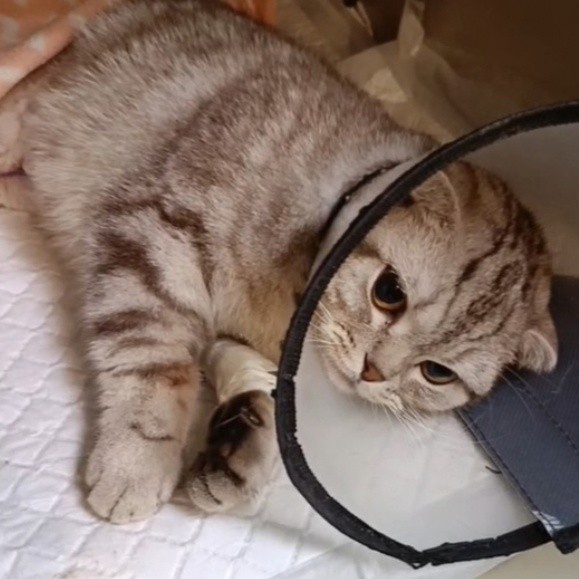 В Твери спасли кошку, в теле которой нашли марлевую салфетку