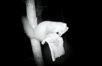 В парке под Тверью заметили жадную куницу