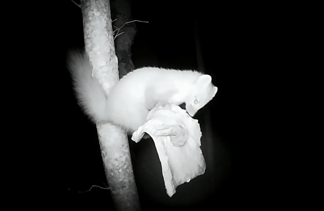 В парке под Тверью заметили жадную куницу