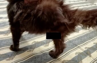 В Твери пройдёт операция по спасению котёнка с «усохшей» лапой