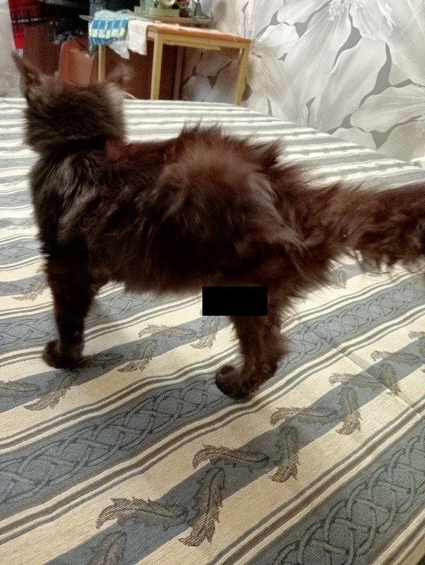 В Твери пройдёт операция по спасению котёнка с «усохшей» лапой