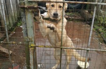В Тверской области ищут новый дом для собаки, которая выросла и стала не нужна хозяевам