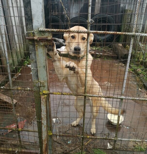 В Тверской области ищут новый дом для собаки, которая выросла и стала не нужна хозяевам В Тверской области ищут новый дом для собаки, которая выросла и стала не нужна хозяевам